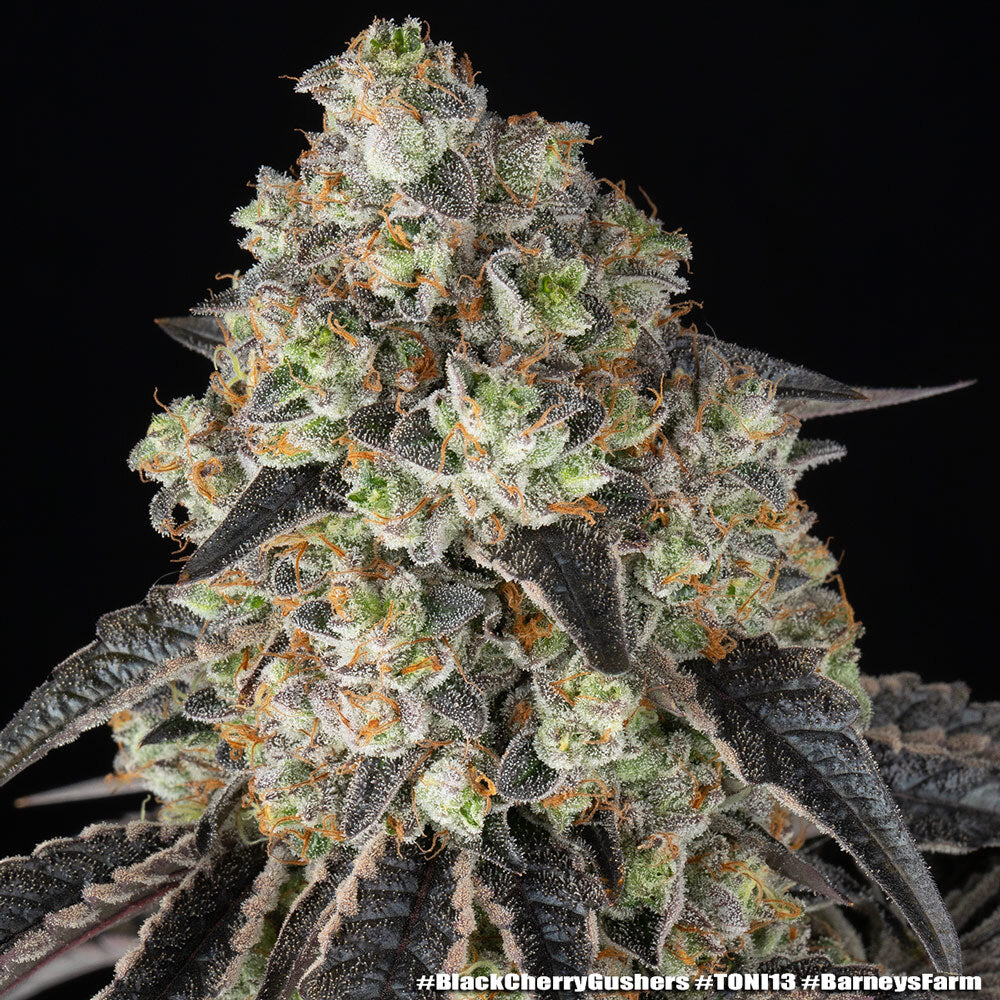 Black Cherry Gushers Strain 32% THC