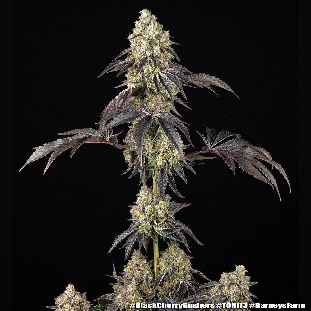 Black Cherry Gushers Strain 32% THC