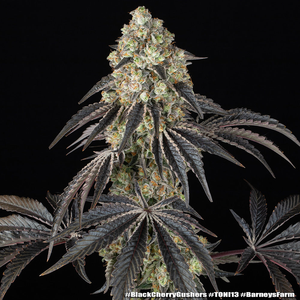 Black Cherry Gushers Strain 32% THC