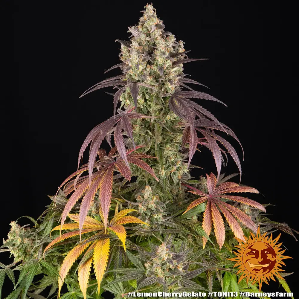 Lemon Cherry Gelato Strain 32% THC