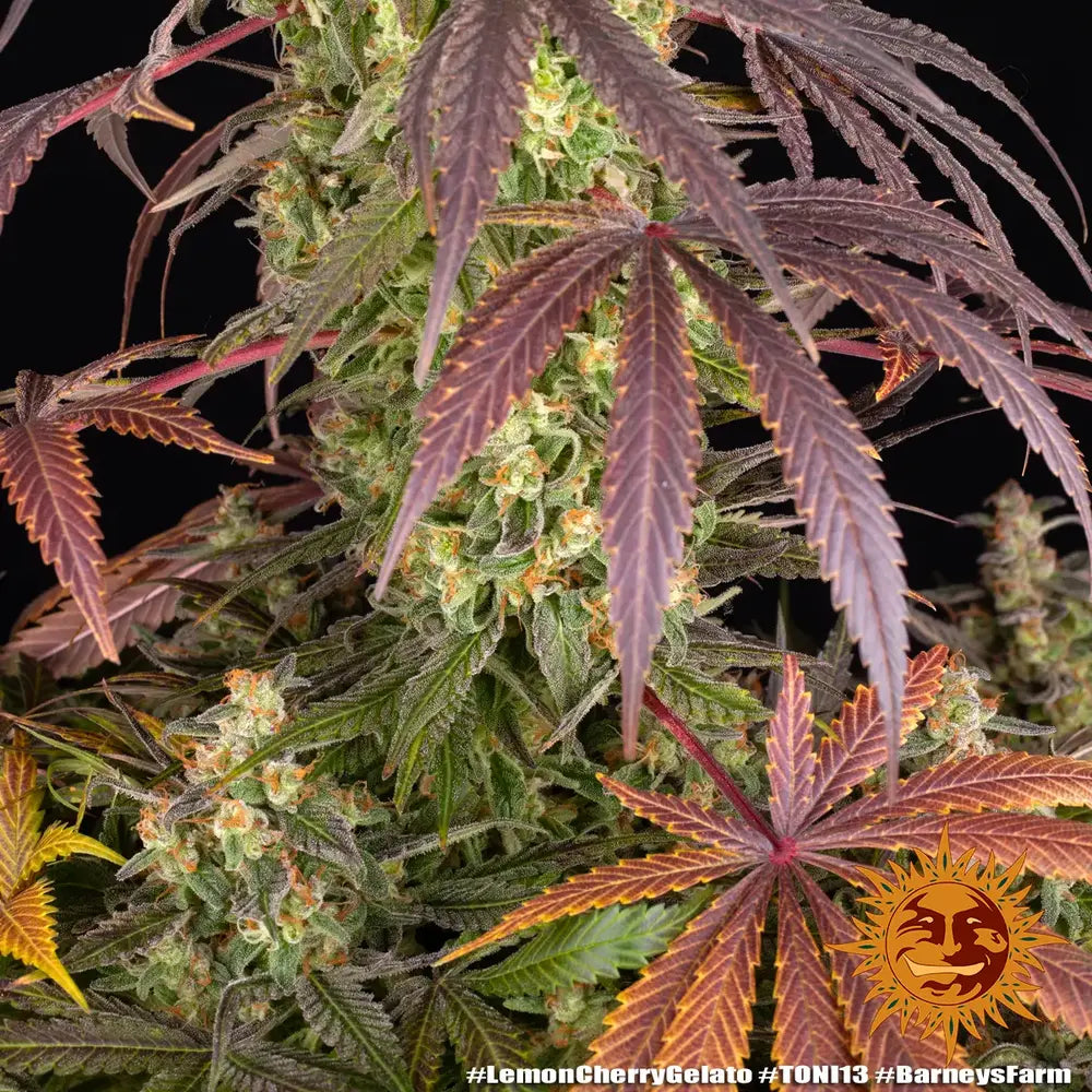 Lemon Cherry Gelato Strain 32% THC