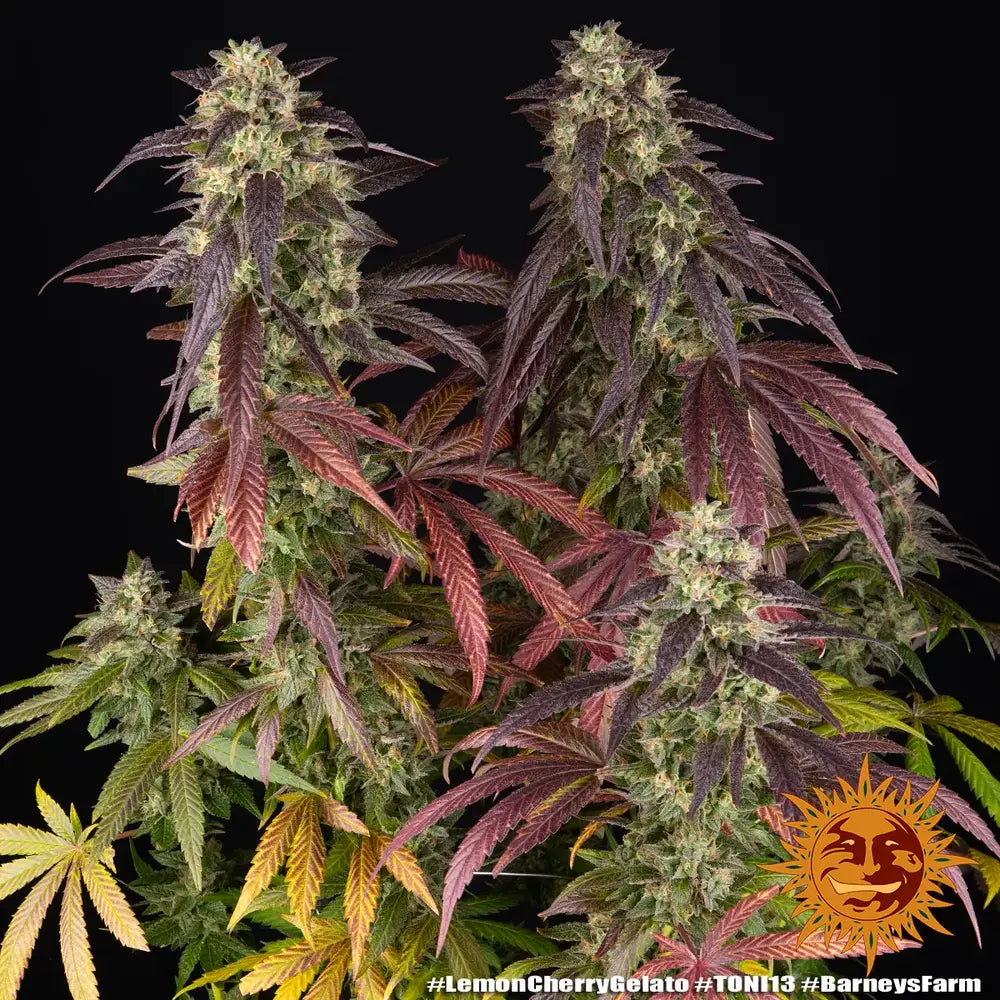 Lemon Cherry Gelato Strain 32% THC