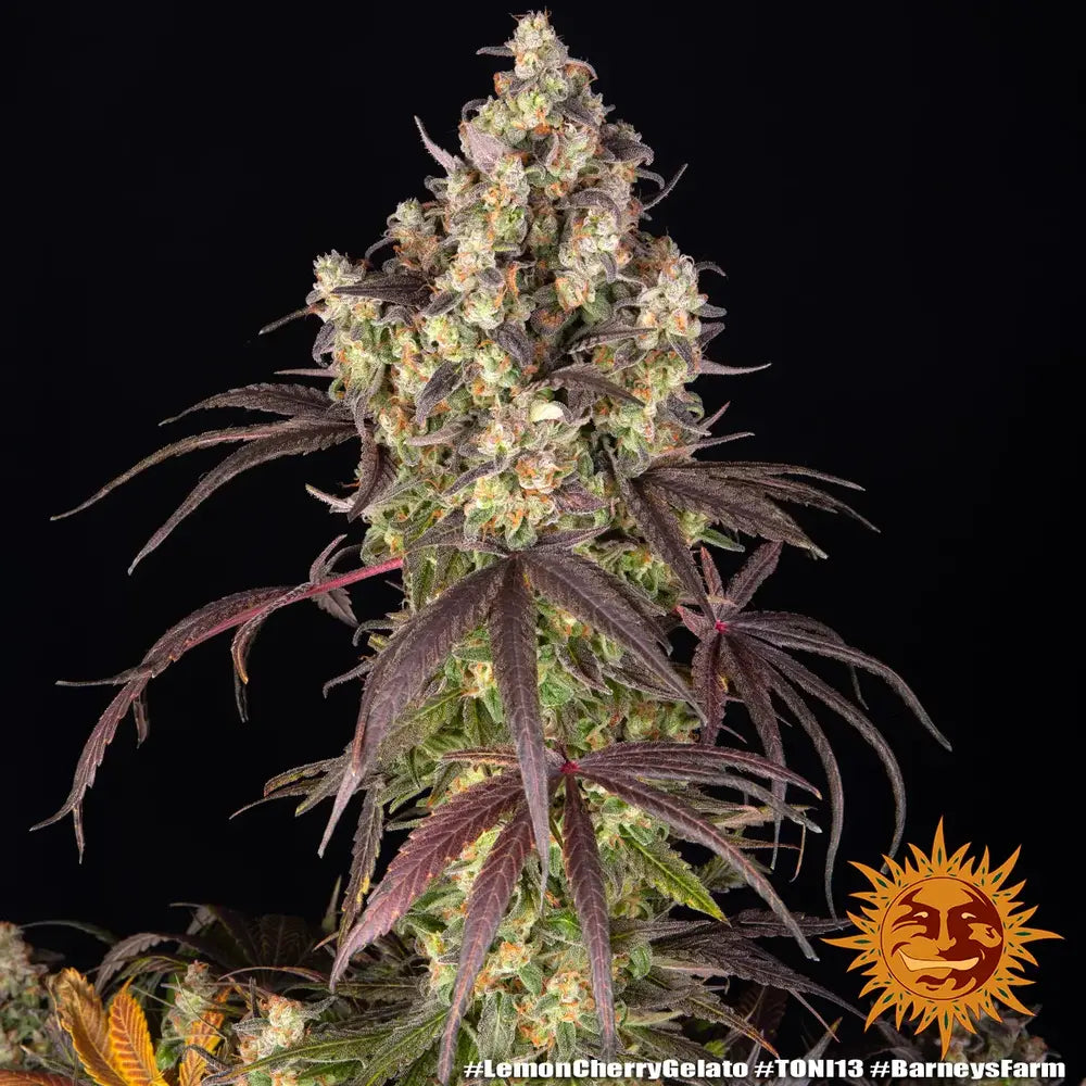 Lemon Cherry Gelato Strain 32% THC