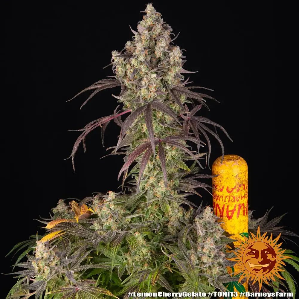 Lemon Cherry Gelato Strain 32% THC