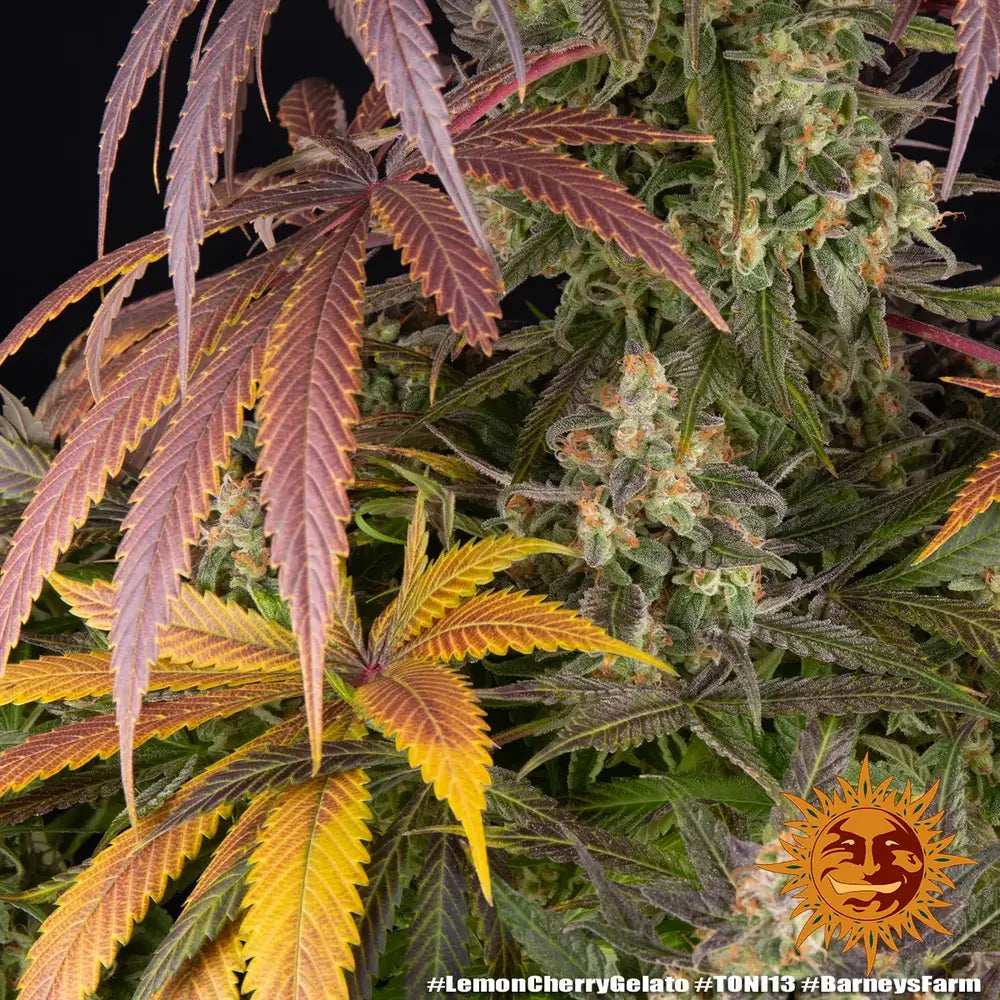 Lemon Cherry Gelato Strain 32% THC