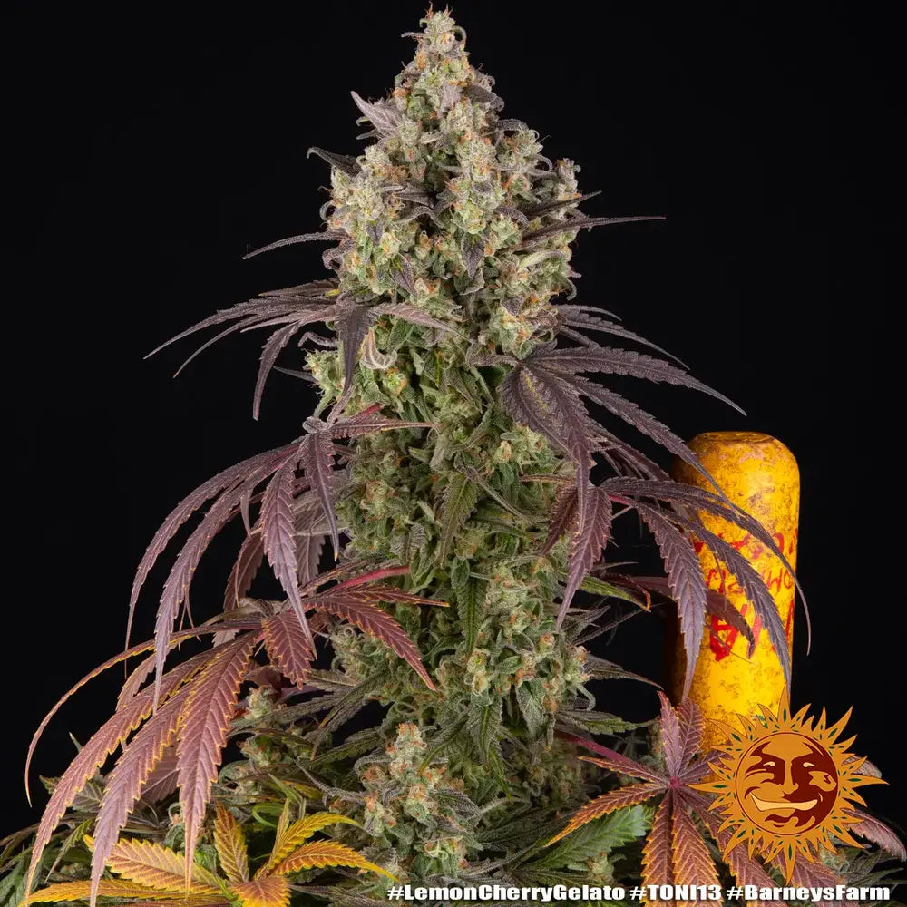 Lemon Cherry Gelato Strain 32% THC