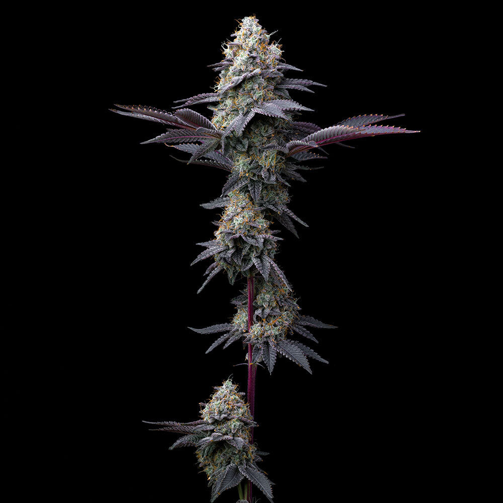 Bubblegum Gelato Strain
32% THC