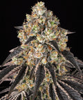 Black Cherry Gushers Strain 32% THC