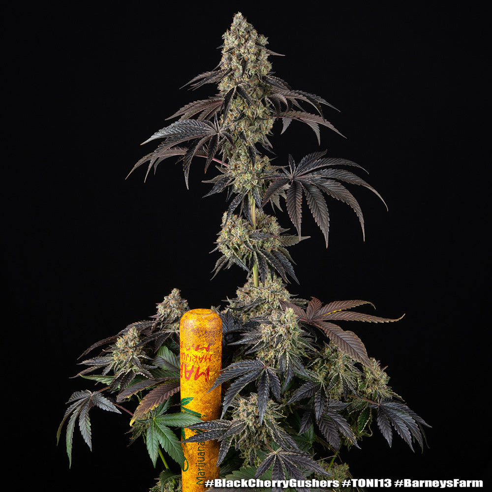Black Cherry Gushers Strain 32% THC