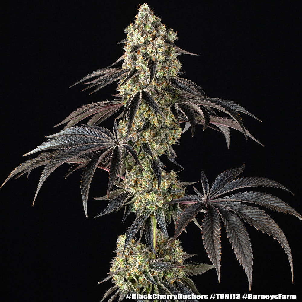 Black Cherry Gushers Strain 32% THC