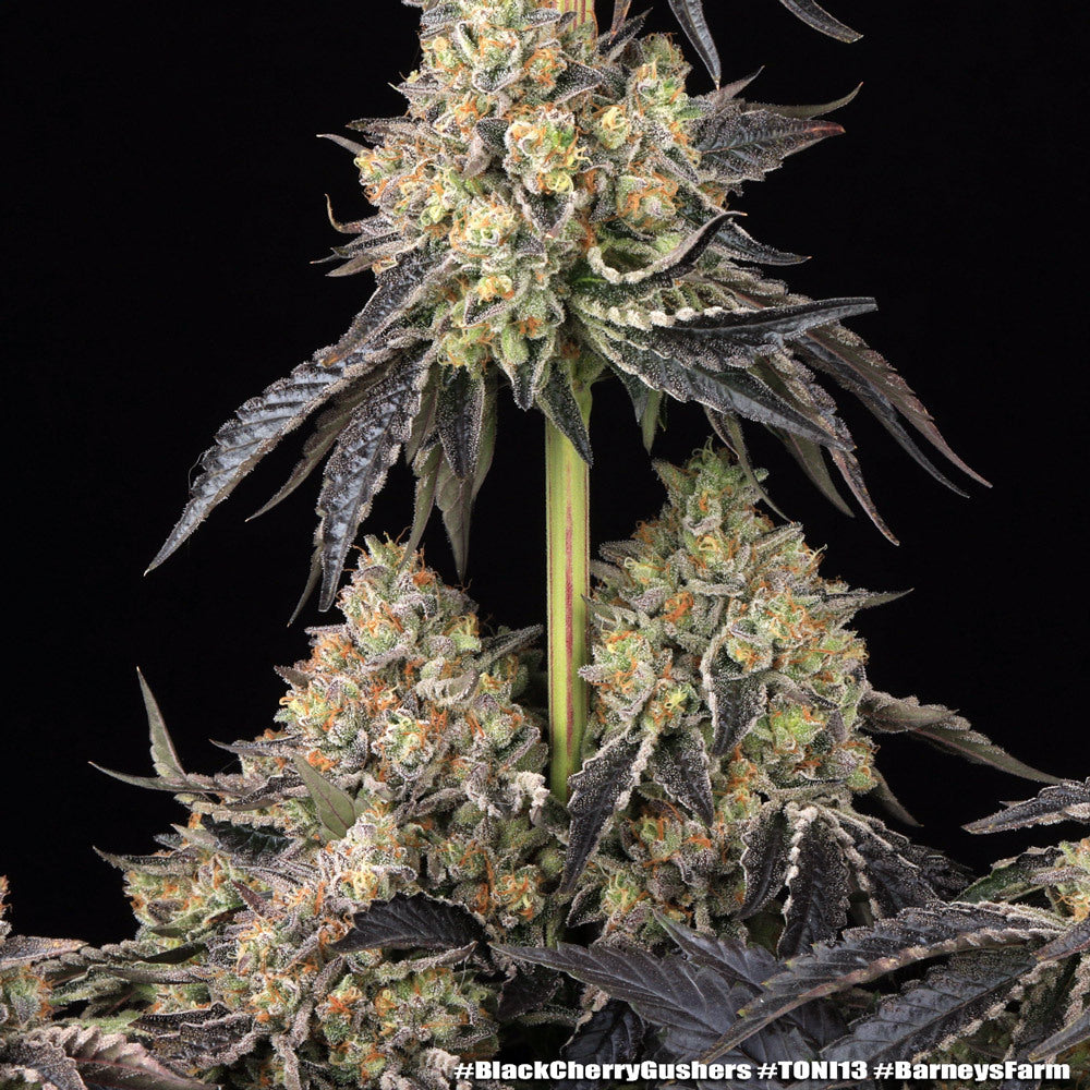 Black Cherry Gushers Strain 32% THC