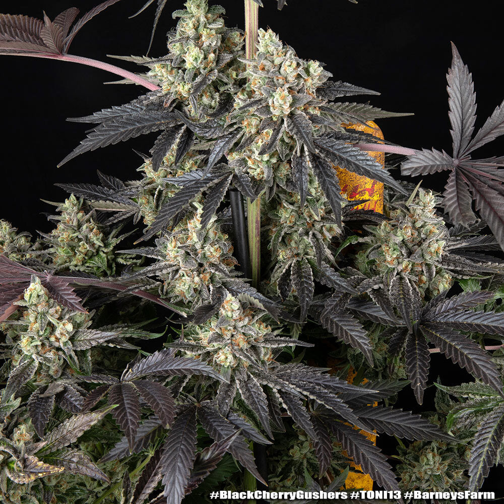 Black Cherry Gushers Strain 32% THC