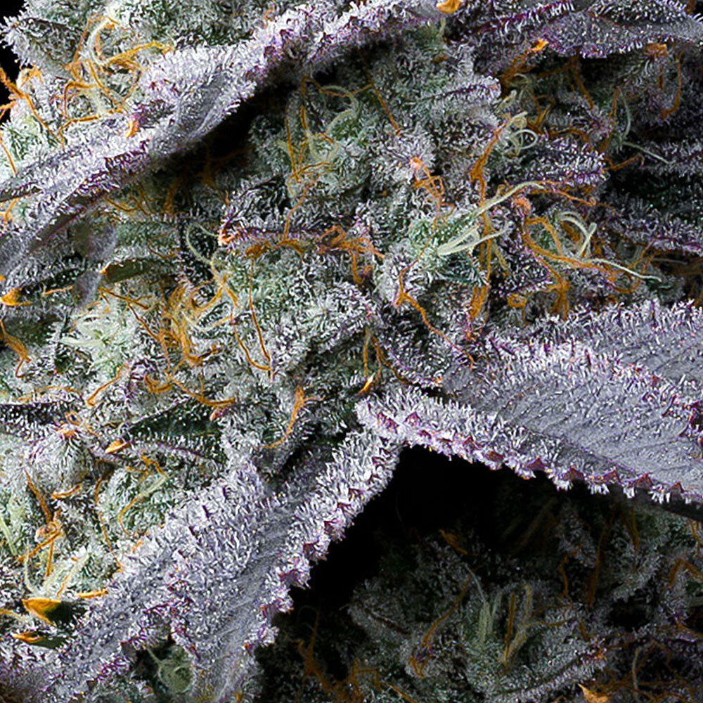 Bubblegum Gelato Strain
32% THC