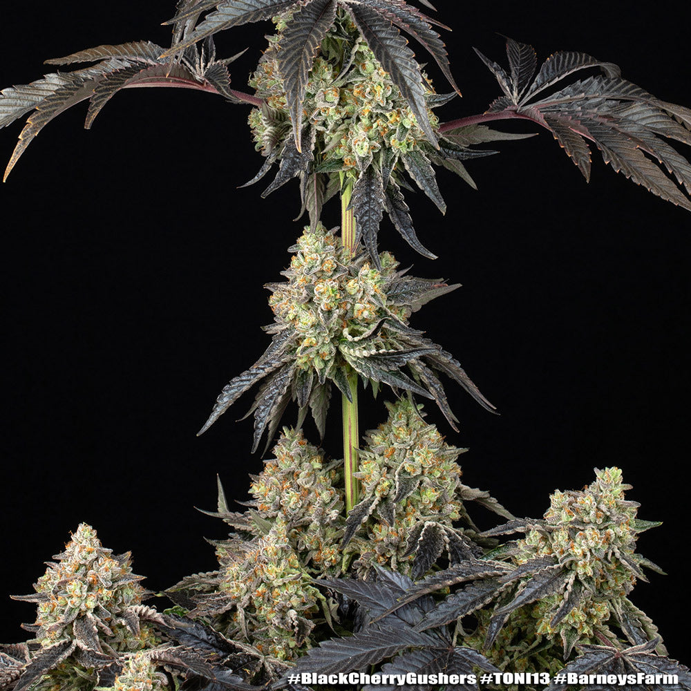 Black Cherry Gushers Strain 32% THC