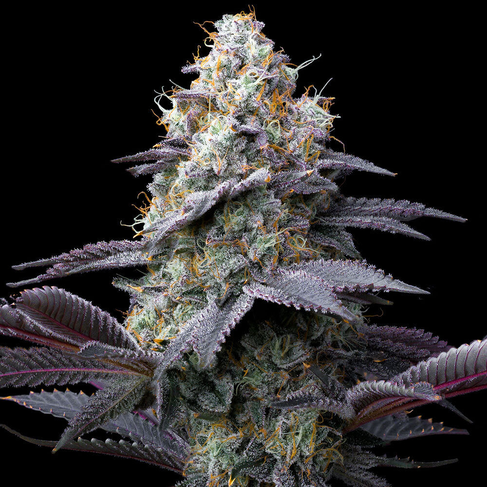 Bubblegum Gelato Strain
32% THC