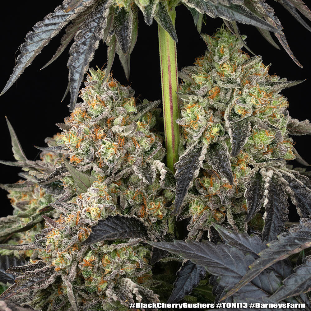 Black Cherry Gushers Strain 32% THC