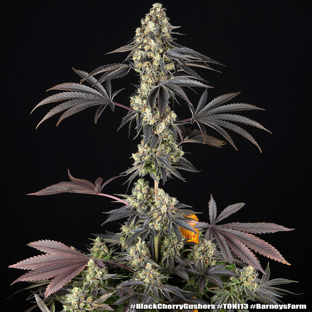 Black Cherry Gushers Strain 32% THC